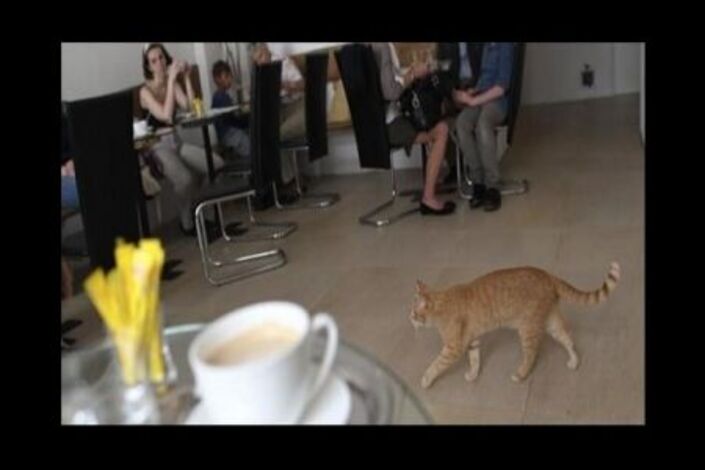 عندما تمنحنا مقاهي القطط لحظات ارتياح وطيب مزاج..
