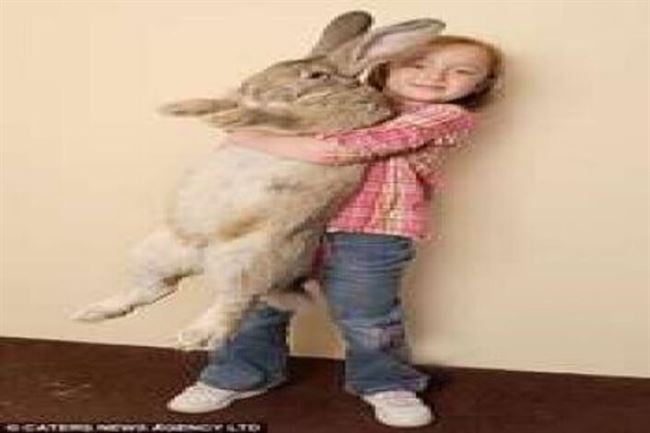 أكبر أرنب في العالم يدخل جينيس بـ 22 كيلو و4 آلاف جزرة سنوياً