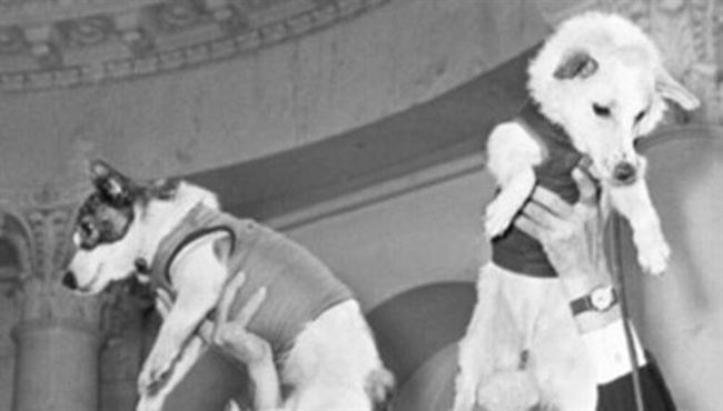 بيع بدلة فضائية لـ كلبين سافرا للفضاء عام 1960