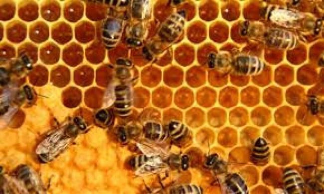 اليمن: النحل المنتِج للعسل وسيلة لتحسين مستوى المعيشة