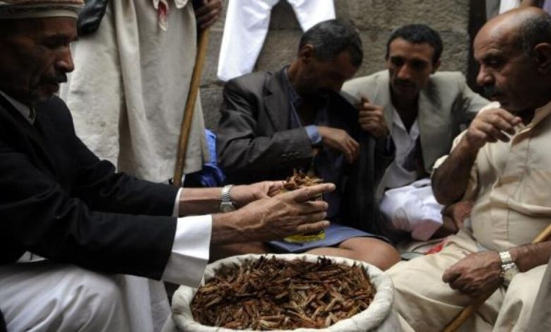 الجراد يهاجم محاصيل اليمن ويفاقم أزمة الغذاء