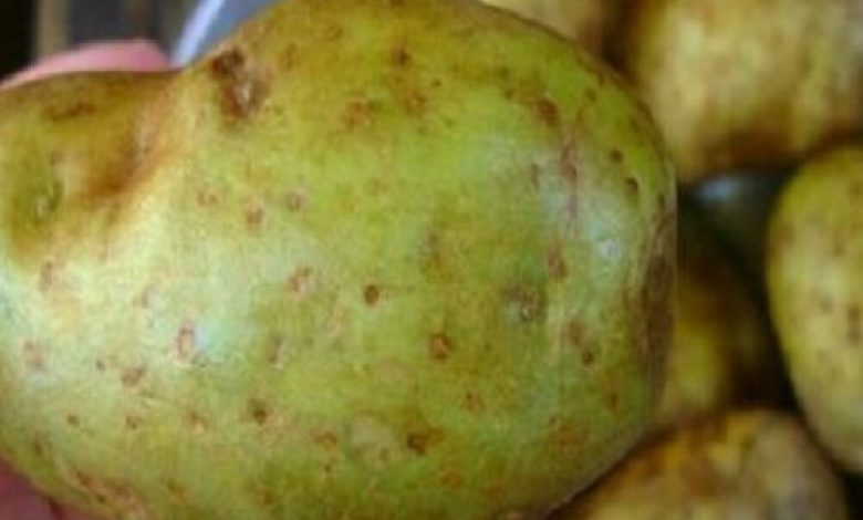 الإخضرار على حبات البطاطس مادة سامة تدعى « سولانين » إذا صادفتك تخلص منها فورا