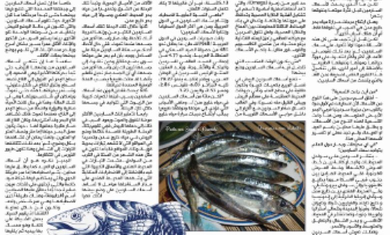 تقرير : سمك الساردين أهميته عالمياً وعربياً  محلياً