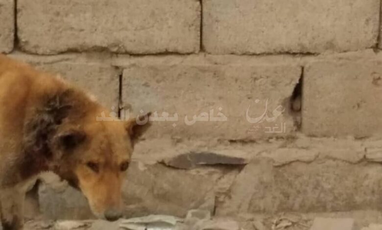 مواطنون بمدينة العين : داء قاتل يصيب الكلاب والأغنام