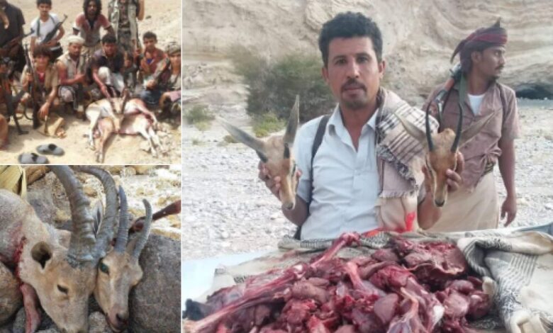 خطر يهدد بقاء الحيوانات النادرة في جنوب اليمن