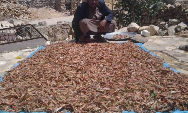 اسراب الجراد تغزو مزارع القات والحبوب والفواكة شمالي اليمن