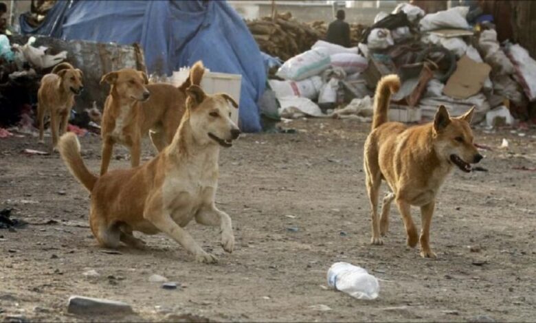 ظاهرة تستشري.. الكلاب الضالة تقتل 50 يمنيًا