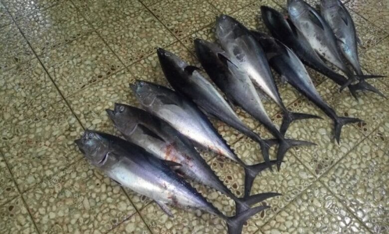 سمك "الزينوب".. أهميته وقيمته الغذائية (تقرير)