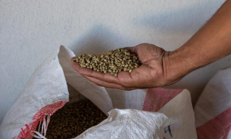 زراعة البن بدل القات: ملاذ اليمنيين لجني الأموال