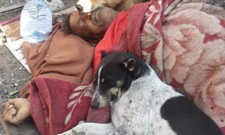مواطن يمني قضى حياته في رعاية الكلاب الضالة وحينما مات ما الذي فعلته الكلاب له (صورة) 